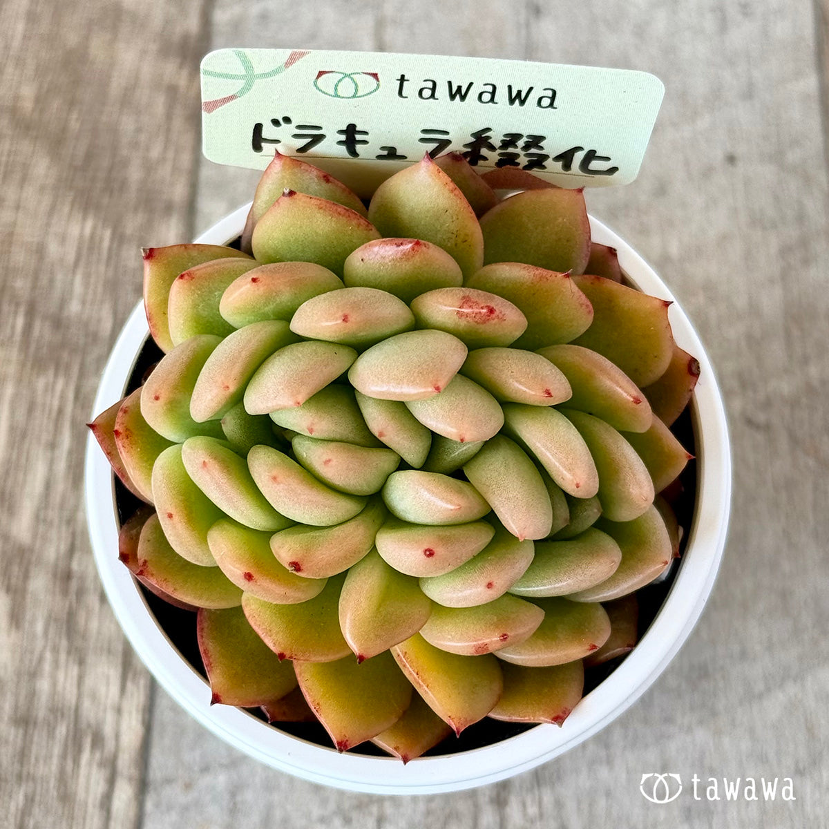 ドラキュラ綴化　【tawawaハウス苗】