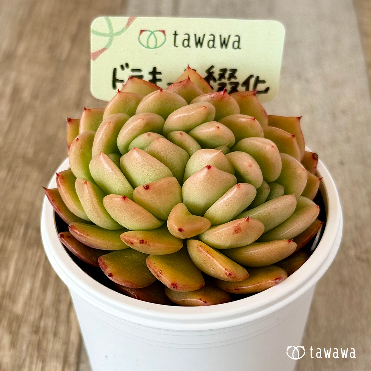 ドラキュラ綴化　【tawawaハウス苗】