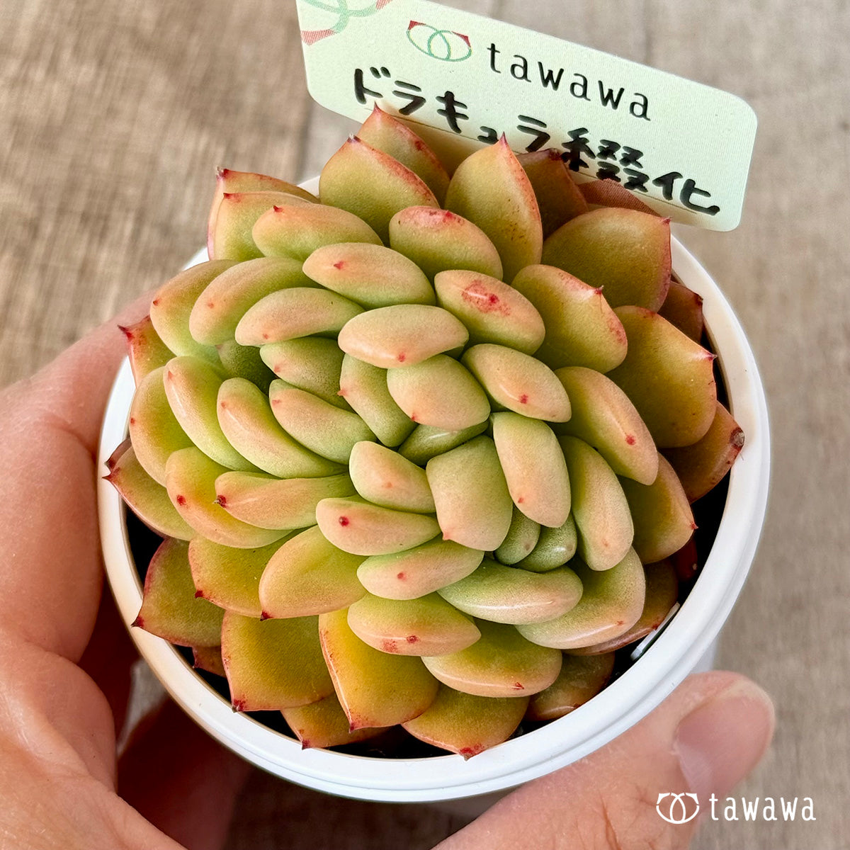 ドラキュラ綴化　【tawawaハウス苗】