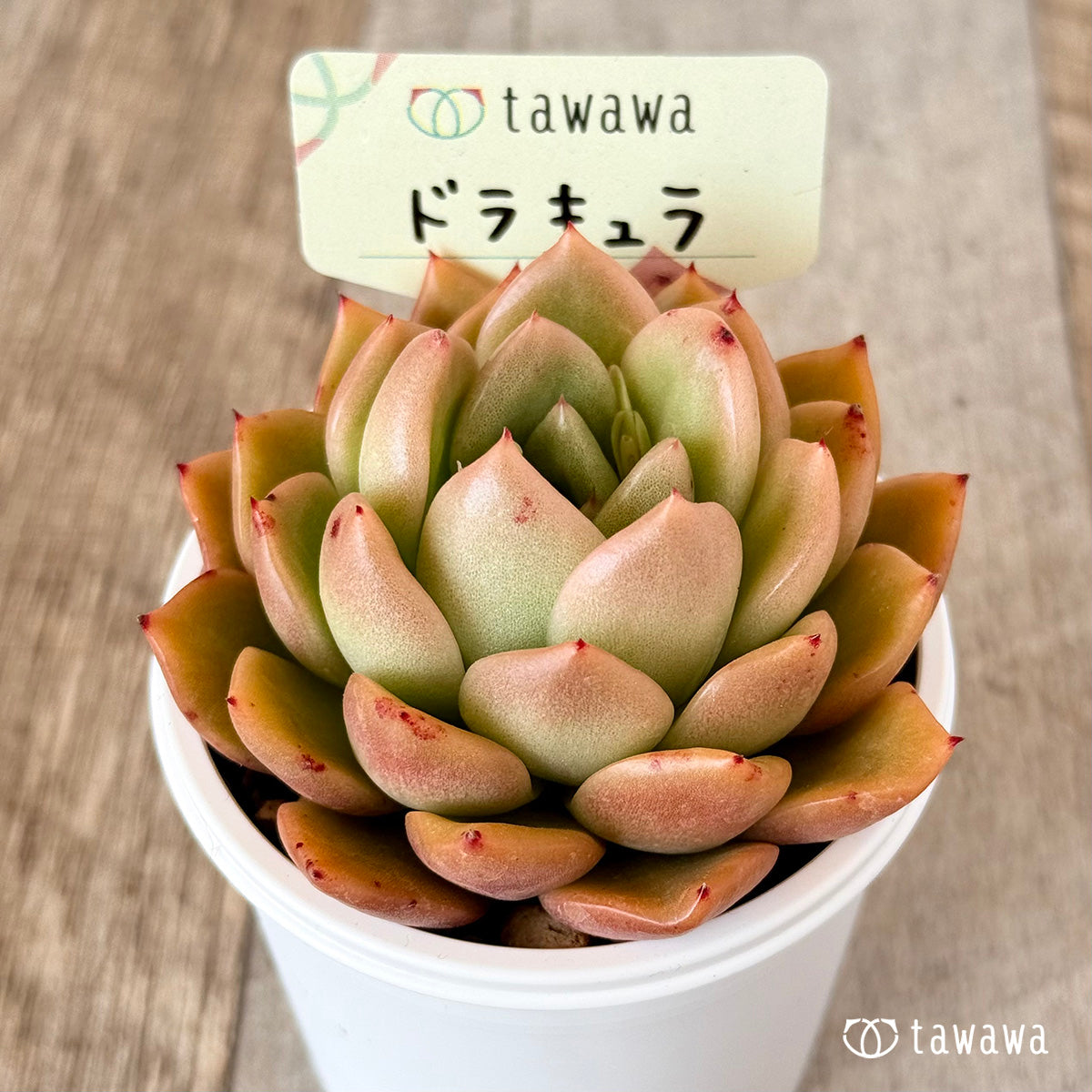 ドラキュラ　【tawawaハウス苗】