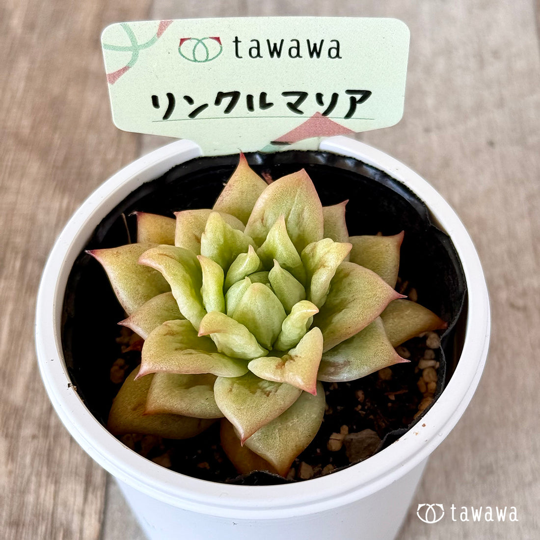 リンクルマリア　【tawawaハウス苗】