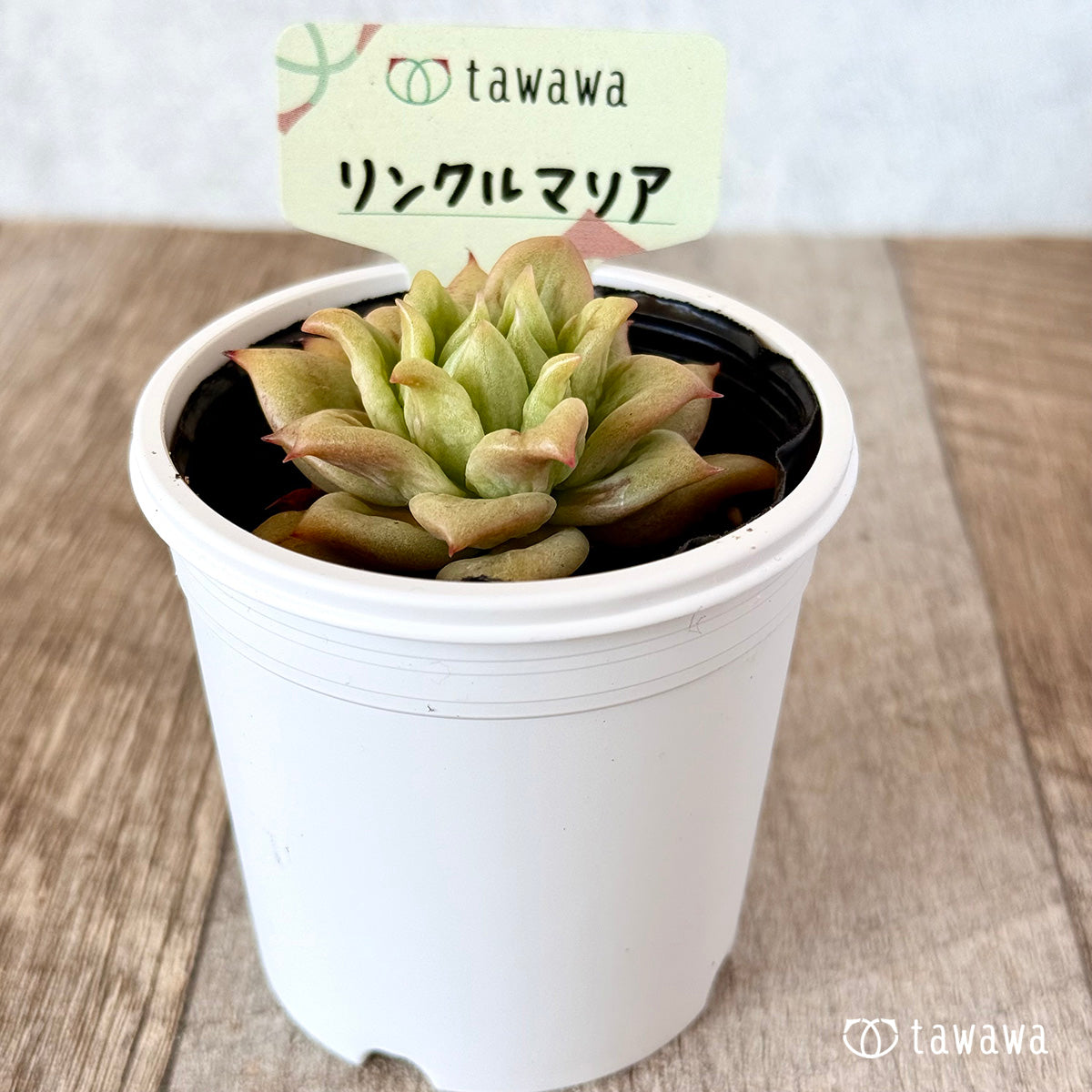 リンクルマリア　【tawawaハウス苗】