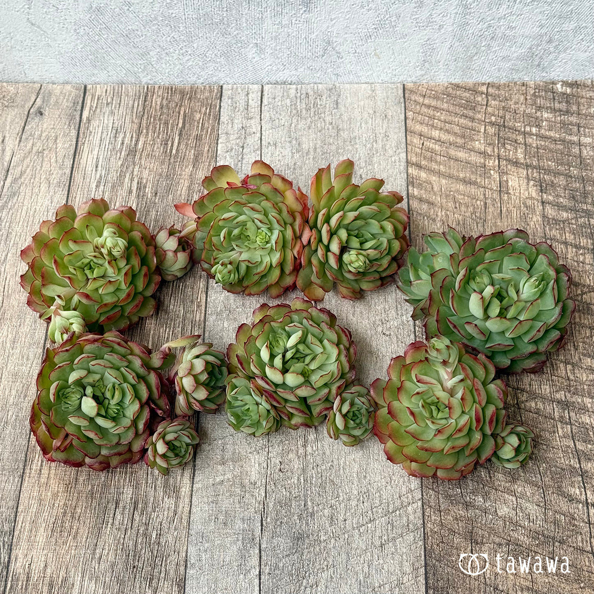 ＊新入荷②＊　カレン【大】