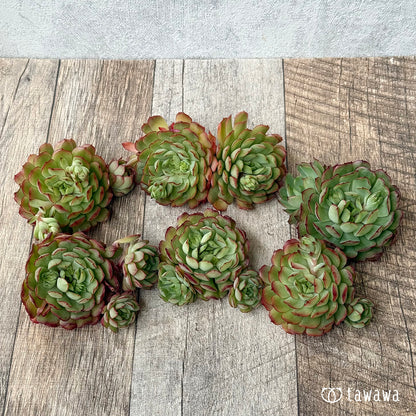 ＊新入荷②＊　カレン【大】