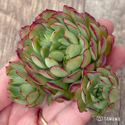 ＊新入荷②＊　カレン【大】