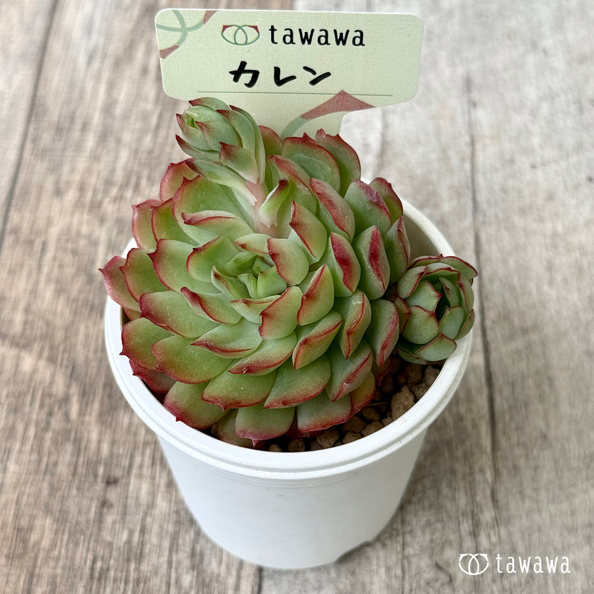 ＊新入荷②＊　カレン【大】