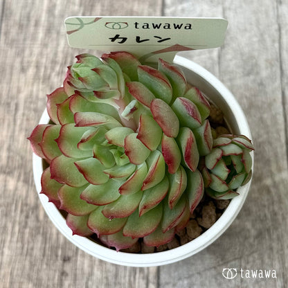 ＊新入荷②＊　カレン【大】