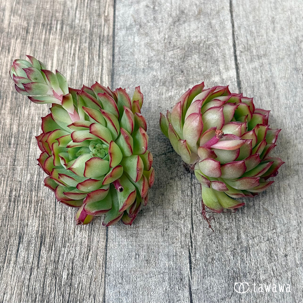 ＊新入荷②＊　カレン【中】