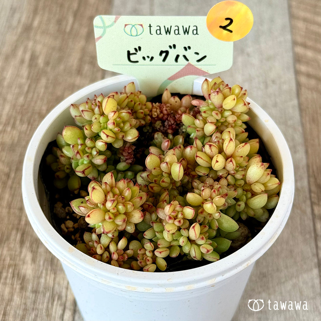 ビッグバン 【tawawaハウス苗】(7.5センチポット苗)②