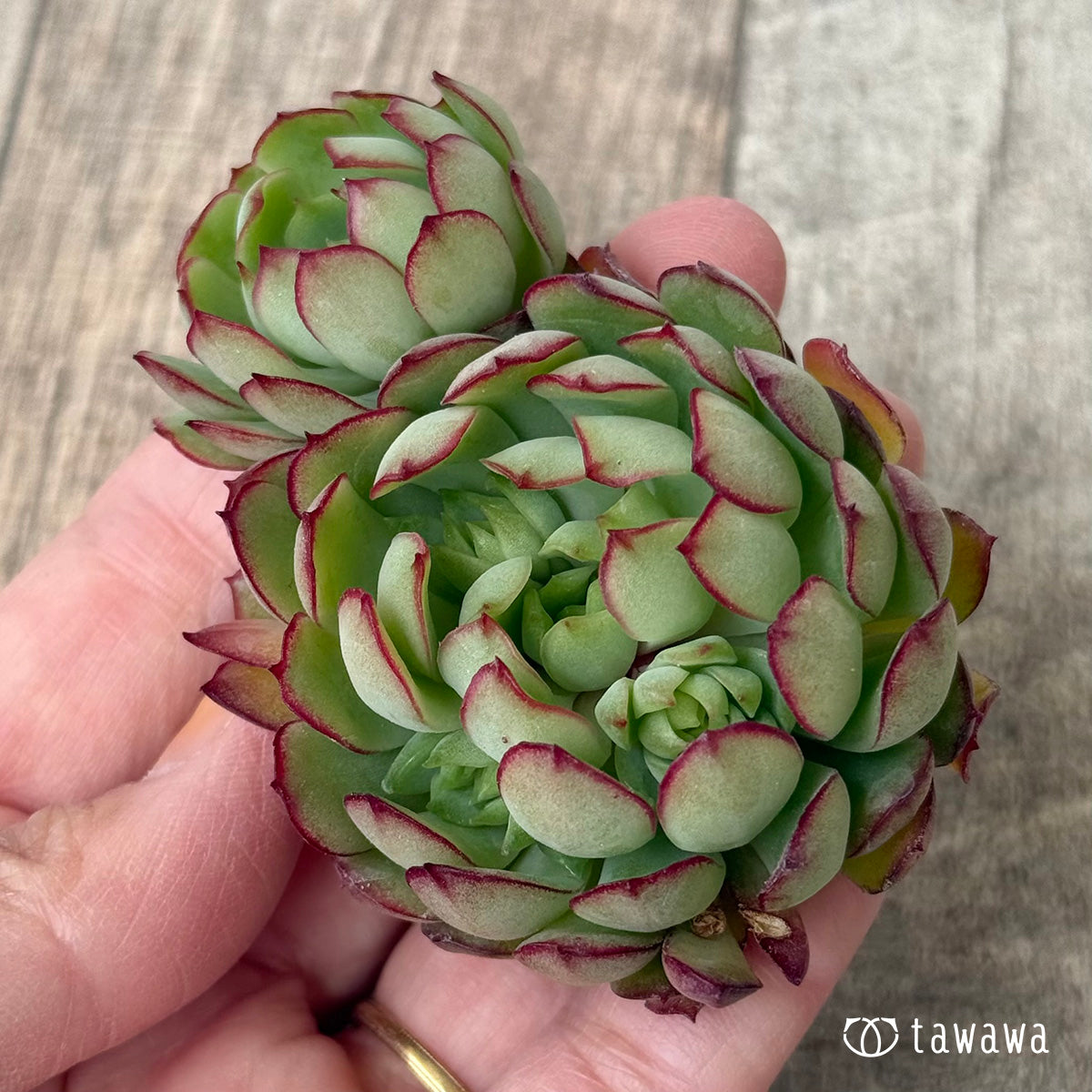 ＊新入荷②＊　カレン【中】