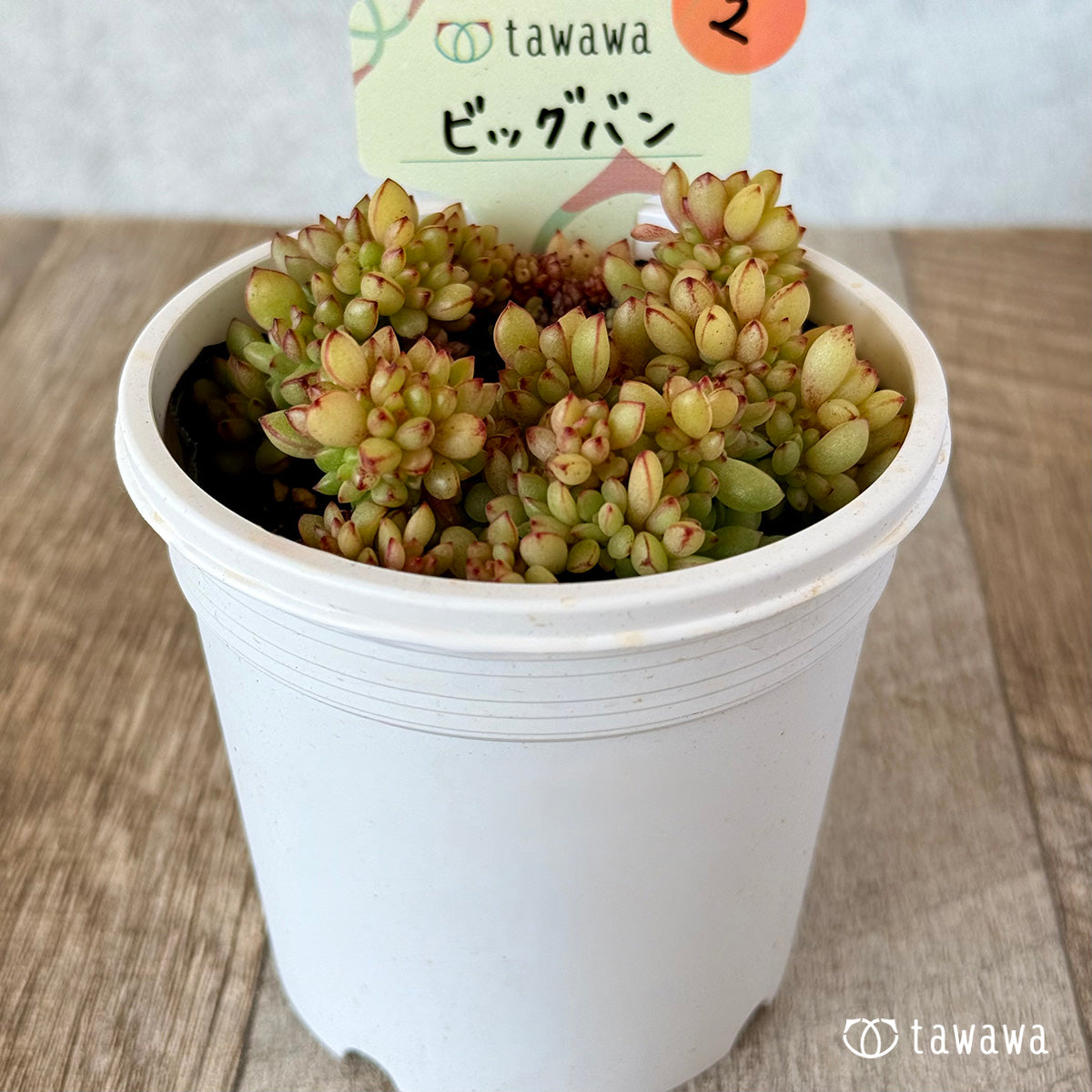 Big Bang [Tawawa House Seedling] (7.5cm pot) ②