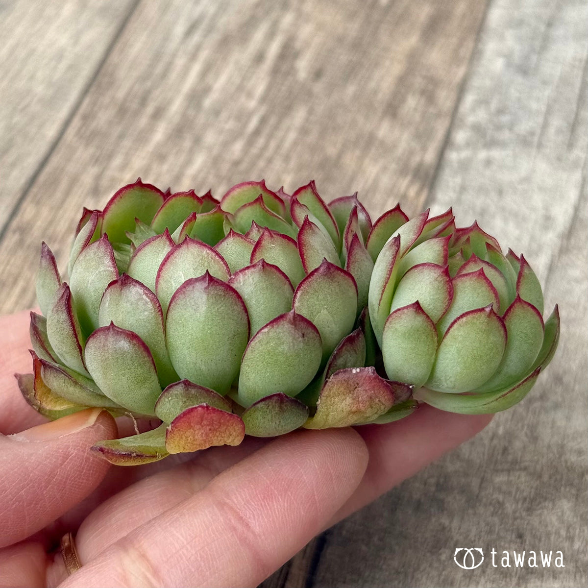 ＊新入荷②＊　カレン【中】