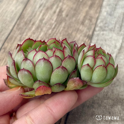 ＊新入荷②＊　カレン【中】