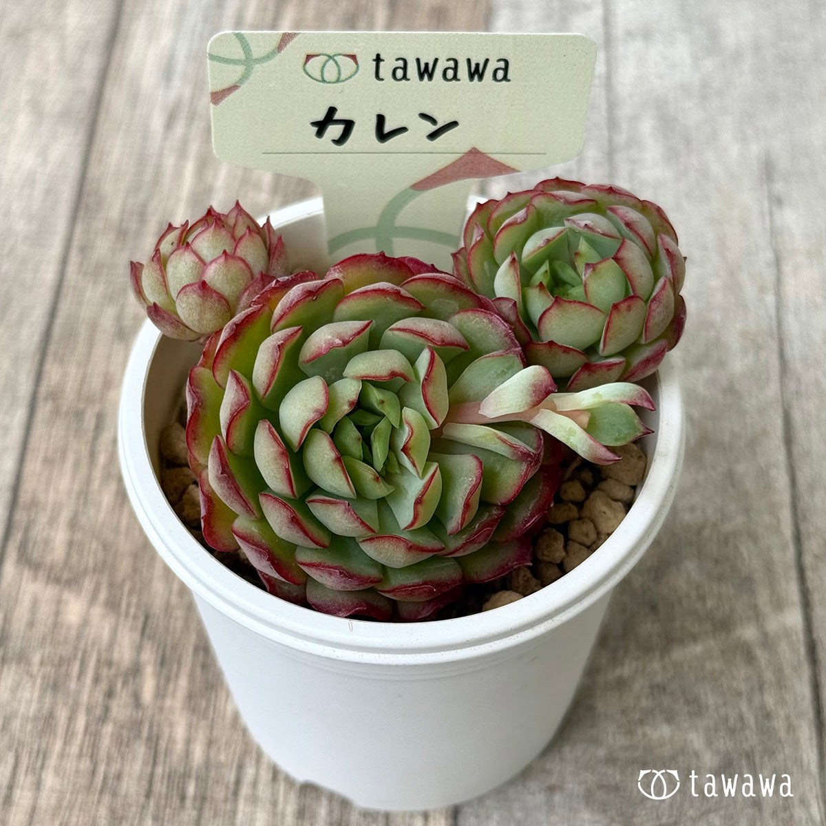 New Arrival* Cubic Frost