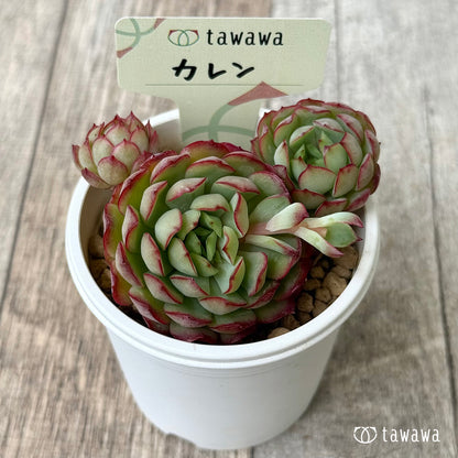 ＊新入荷②＊　カレン【中】