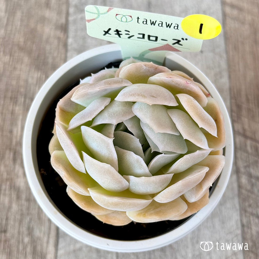 メキシコローズ 【tawawaハウス苗】(7.5センチポット苗)①