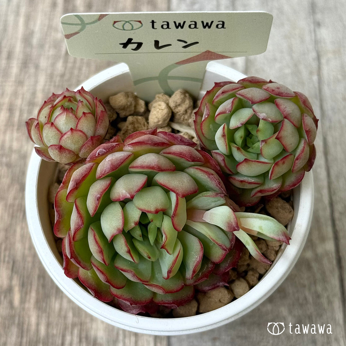 ＊新入荷②＊　カレン【中】