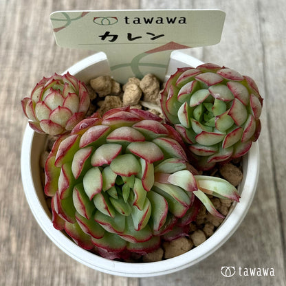 ＊新入荷②＊　カレン【中】