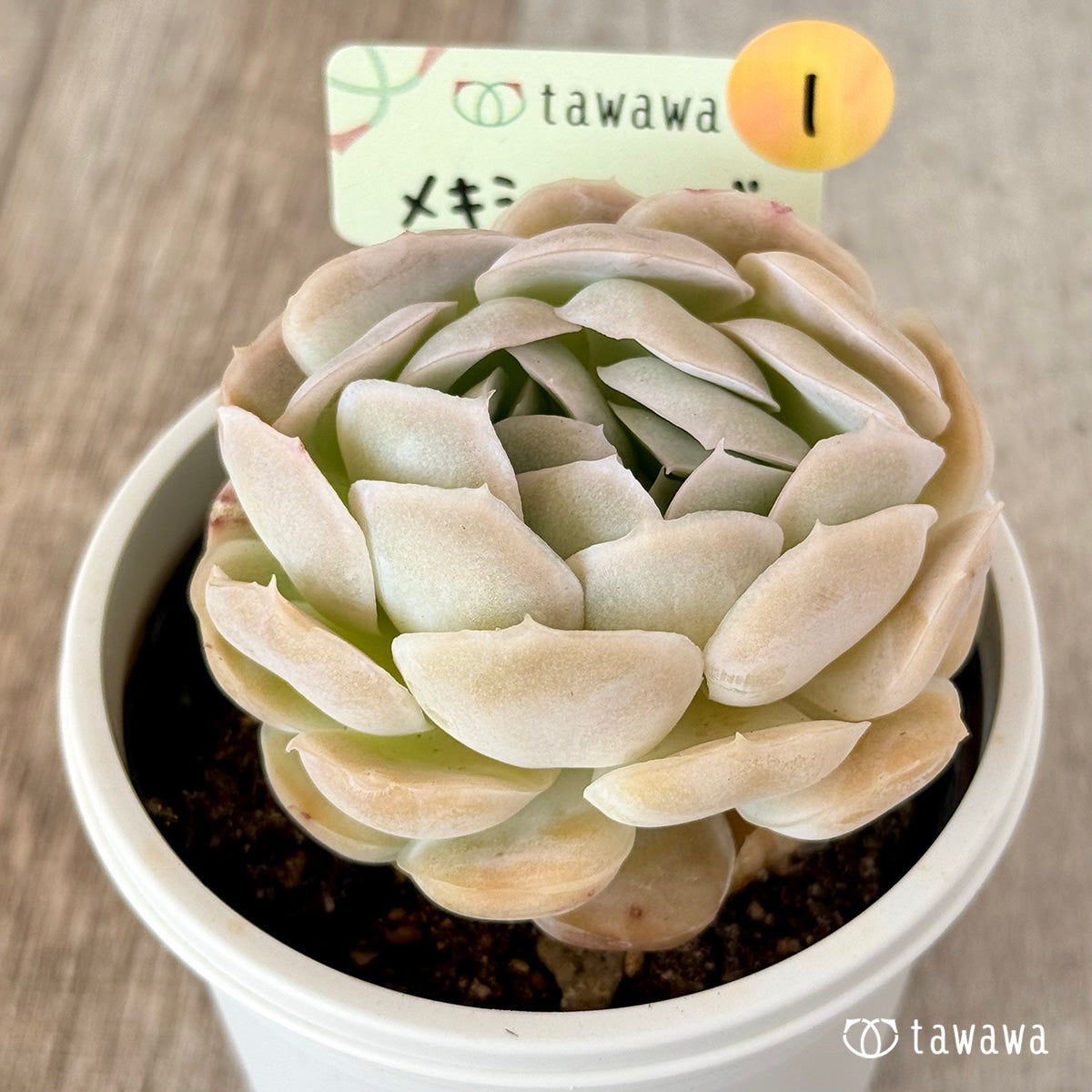 メキシコローズ　【tawawaハウス苗】（7.5センチポット苗）①