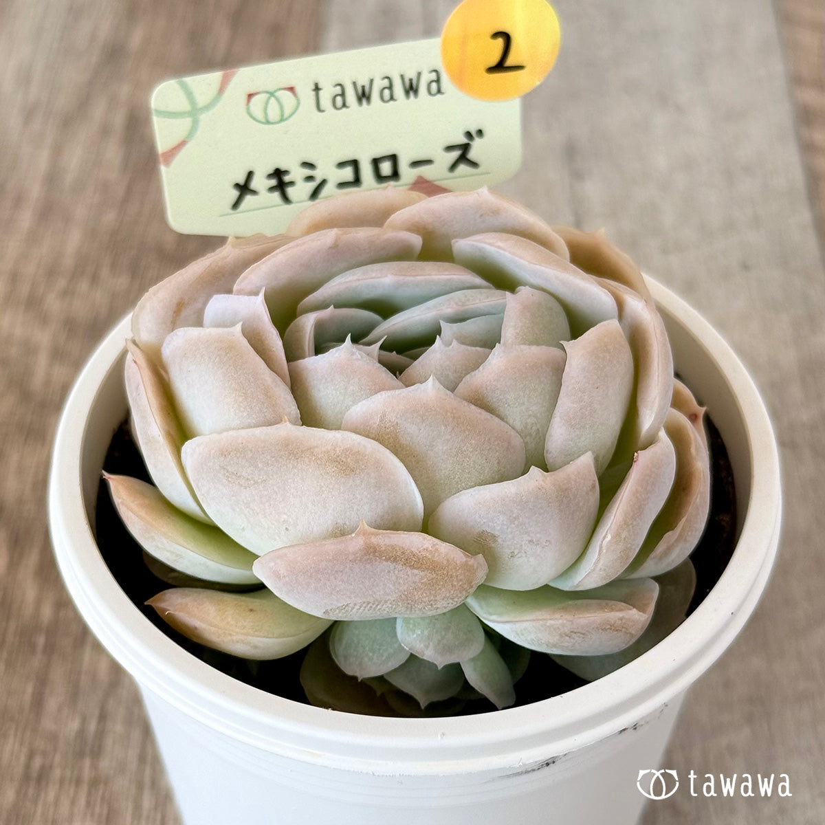 メキシコローズ　【tawawaハウス苗】（7.5センチポット苗）②