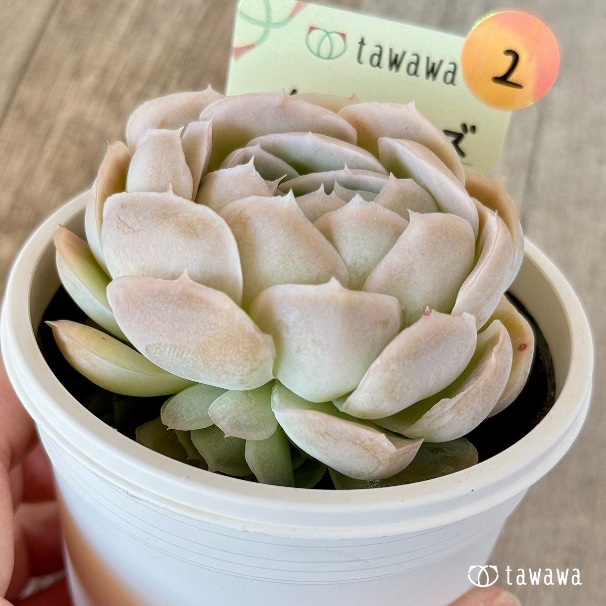 メキシコローズ　【tawawaハウス苗】（7.5センチポット苗）②