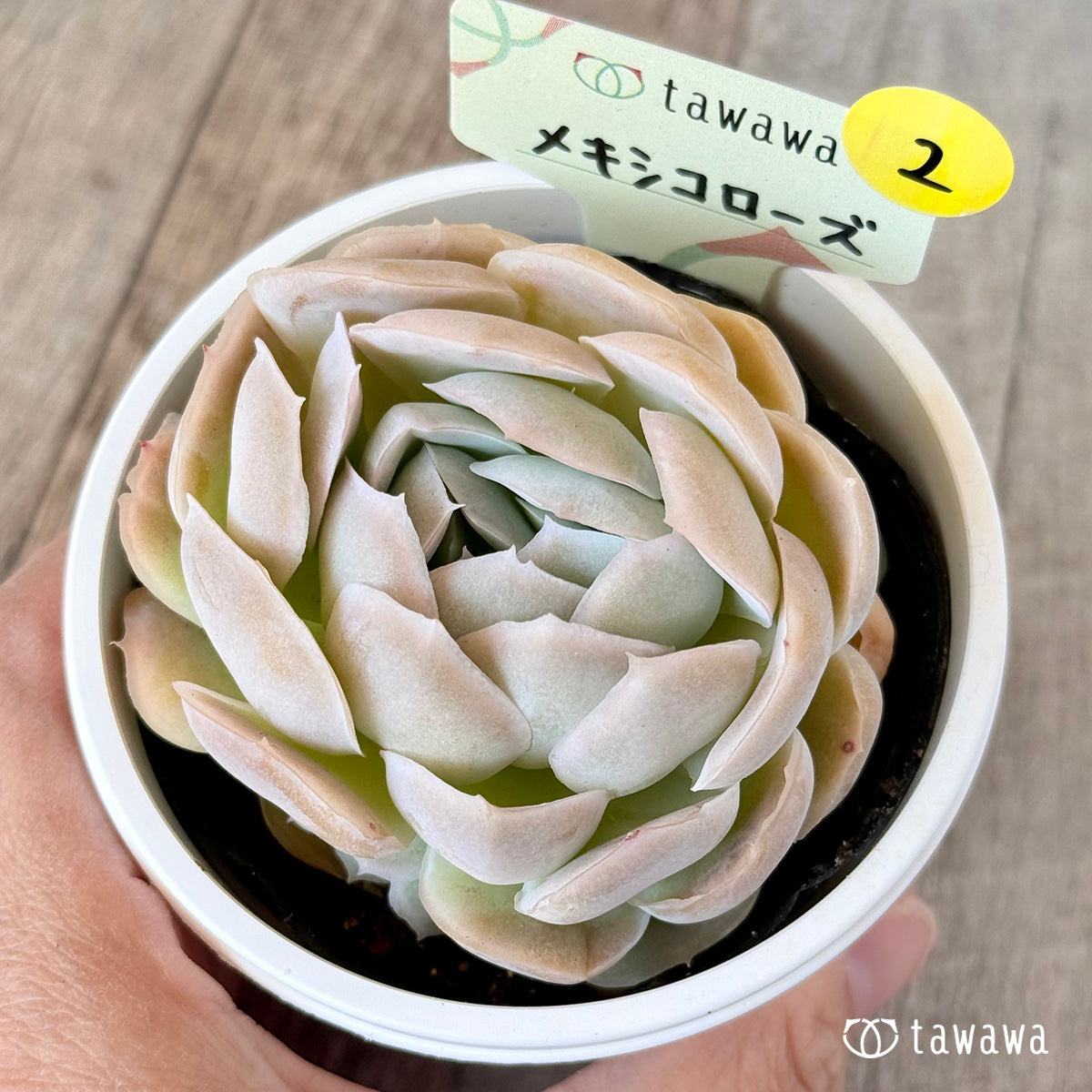 メキシコローズ　【tawawaハウス苗】（7.5センチポット苗）②