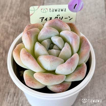 ＊新発売＊　アイスグリーン　【tawawaハウス苗】（7.5センチポット苗）①