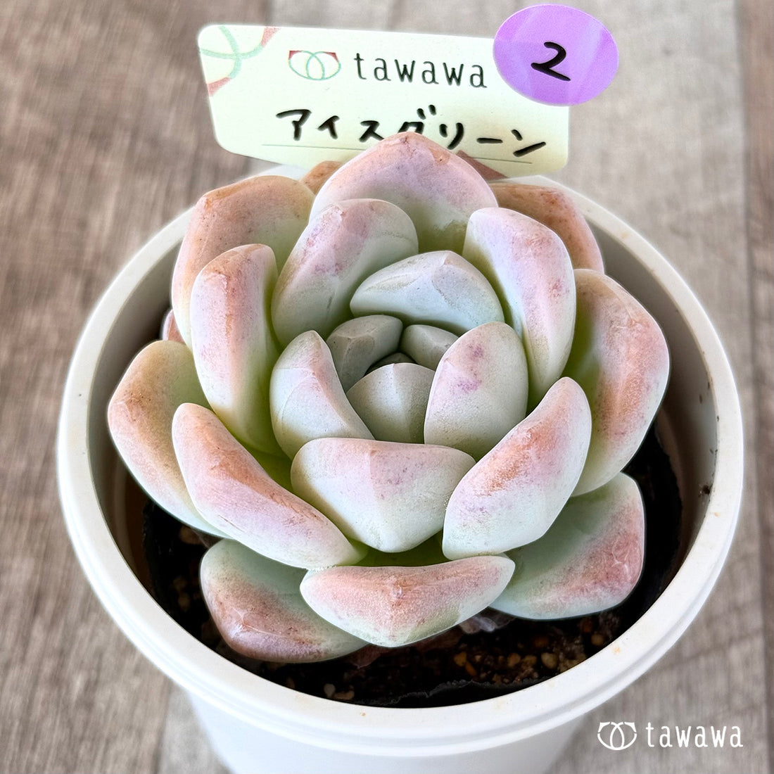 アイスグリーン 【tawawaハウス苗】(7.5センチポット苗)②