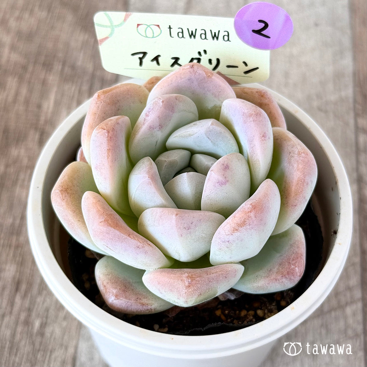 アイスグリーン　【tawawaハウス苗】（7.5センチポット苗）②