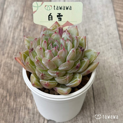 白雪（花村農園苗）