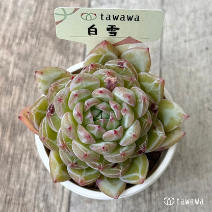 白雪（花村農園苗）