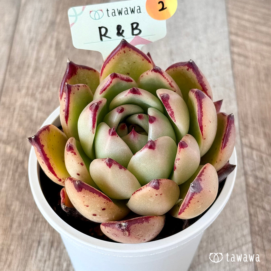 R&B 【tawawaハウス苗】(9センチポット苗)②