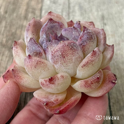 イルラン（花村農園苗）