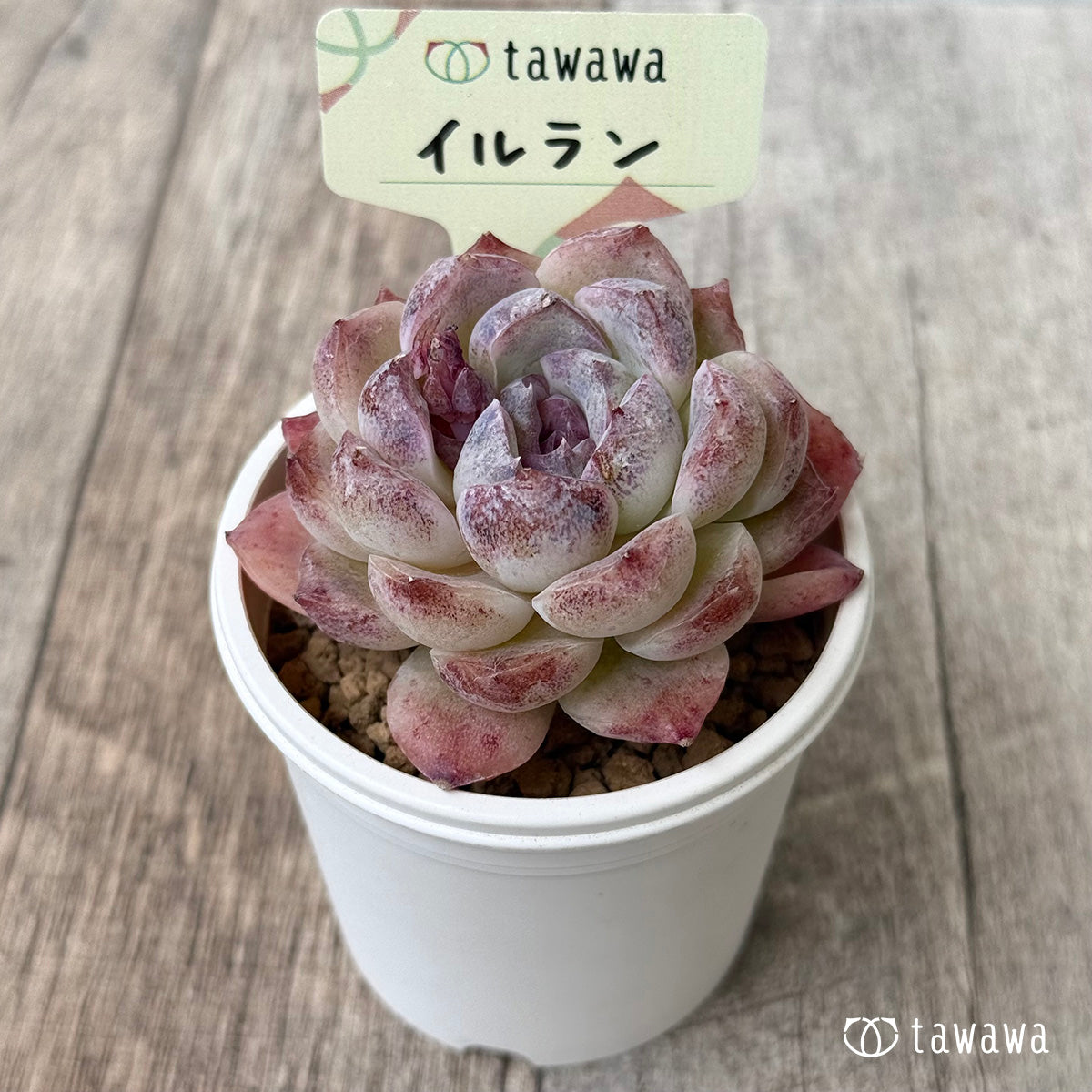 イルラン（花村農園苗）