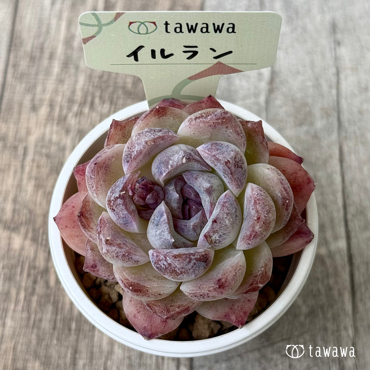 イルラン（花村農園苗）