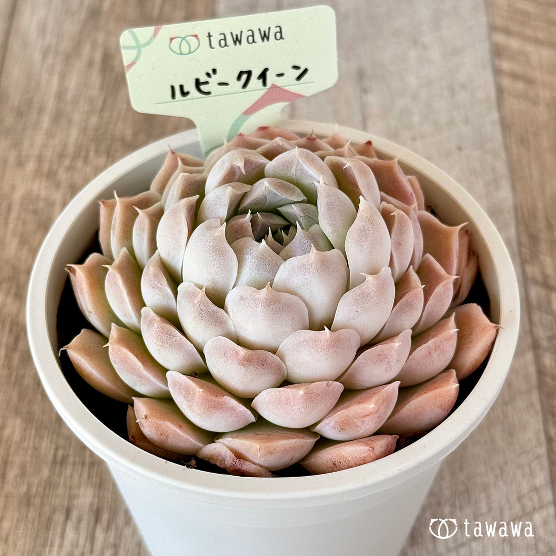 ルビークイーン【tawawaハウス苗】(9センチポット苗)