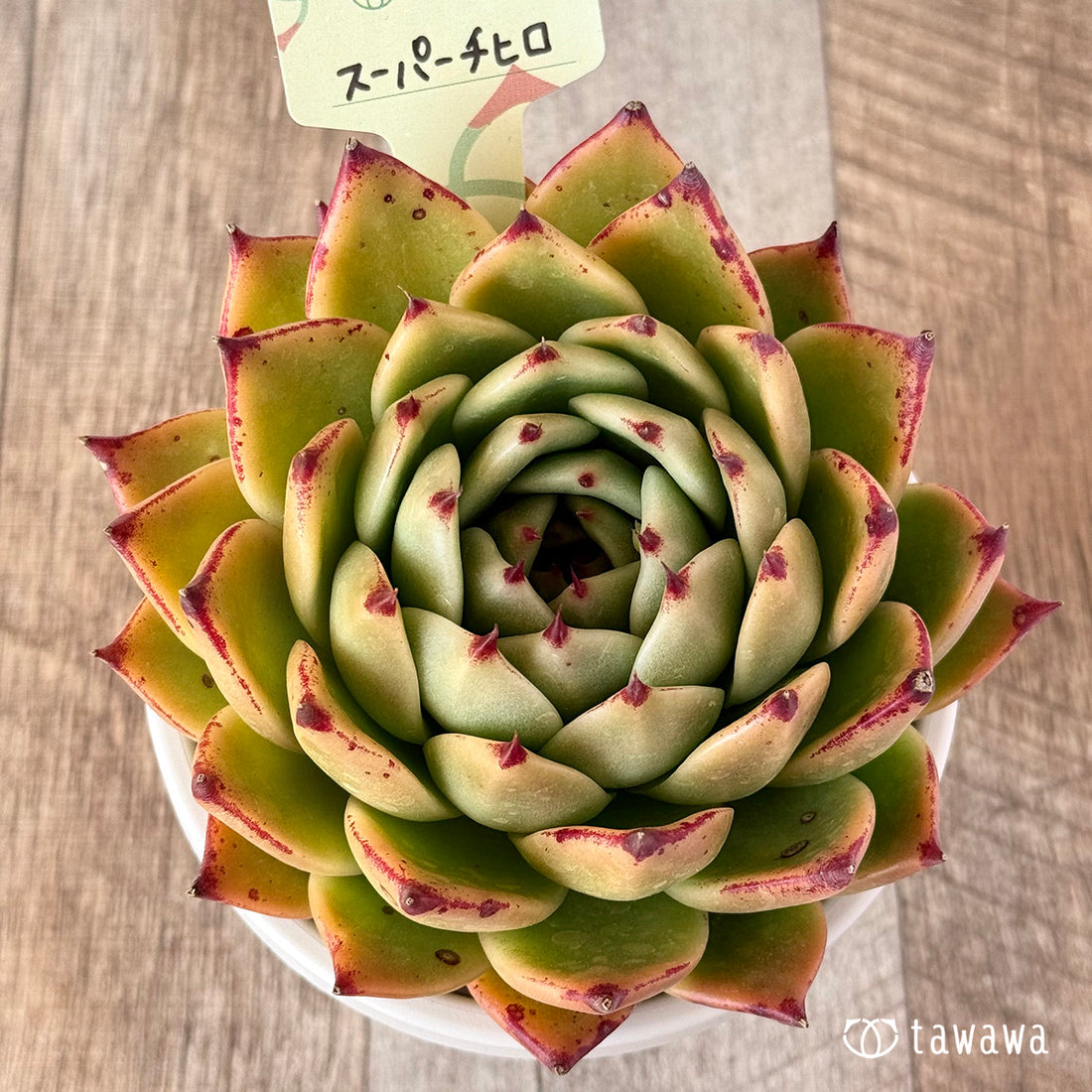 スーパーチヒロ 【tawawaハウス苗】(9センチポット苗)