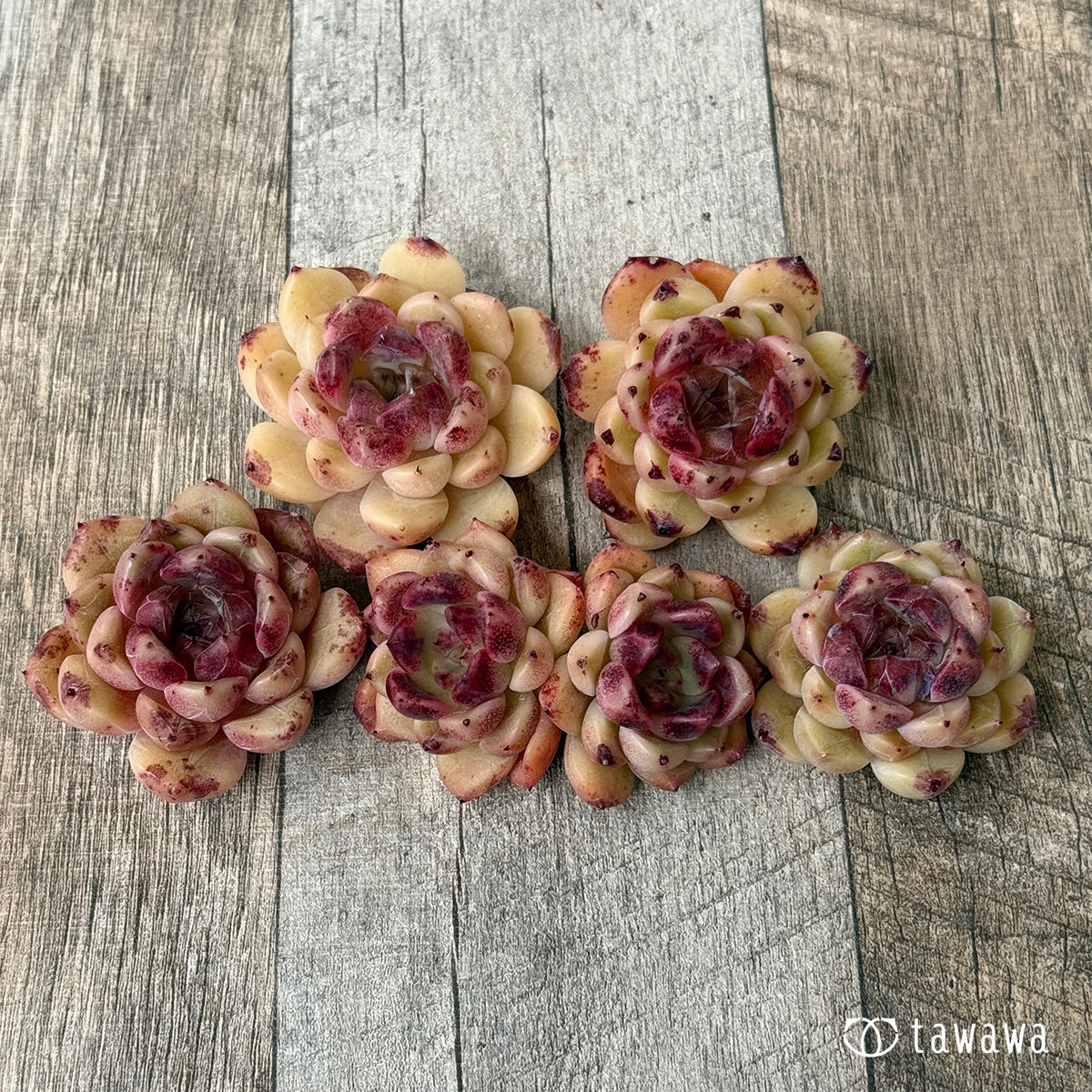 ヘルビオン（花村農園苗）