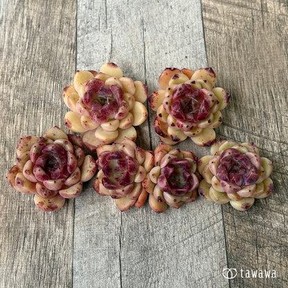 ヘルビオン（花村農園苗）