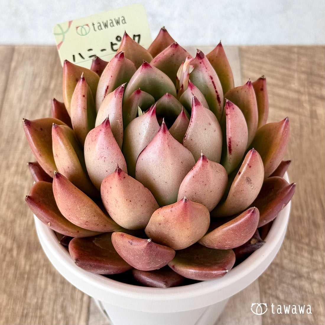 ハニーピンク【tawawaハウス苗】(9センチポット苗)