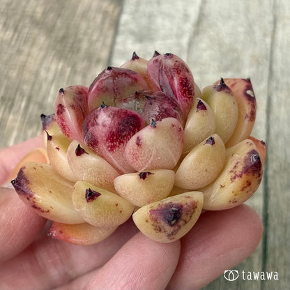 ヘルビオン（花村農園苗）