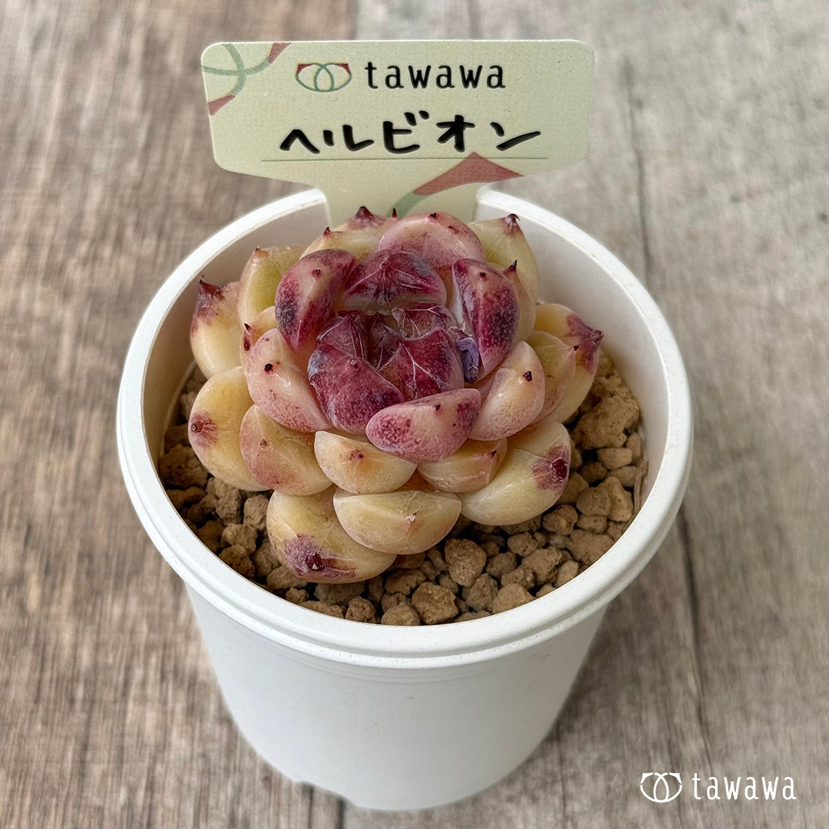 ヘルビオン（花村農園苗）