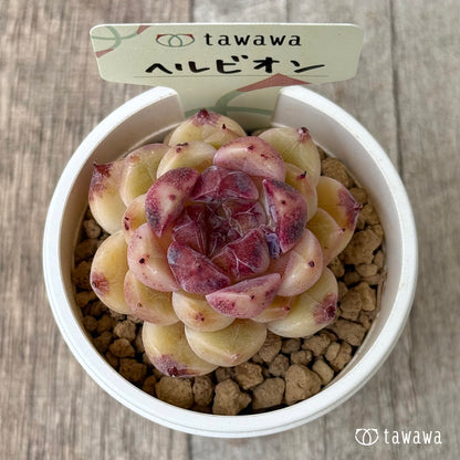 ヘルビオン（花村農園苗）