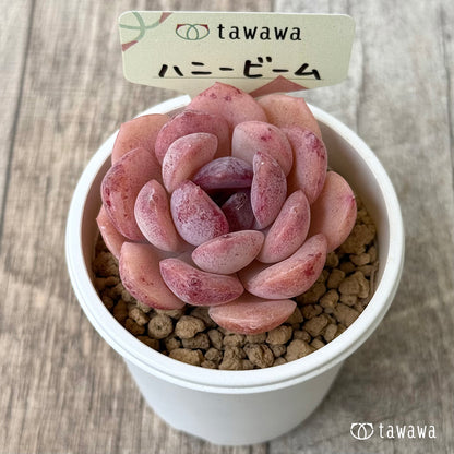 ハニービーム【１】（花村農園苗）