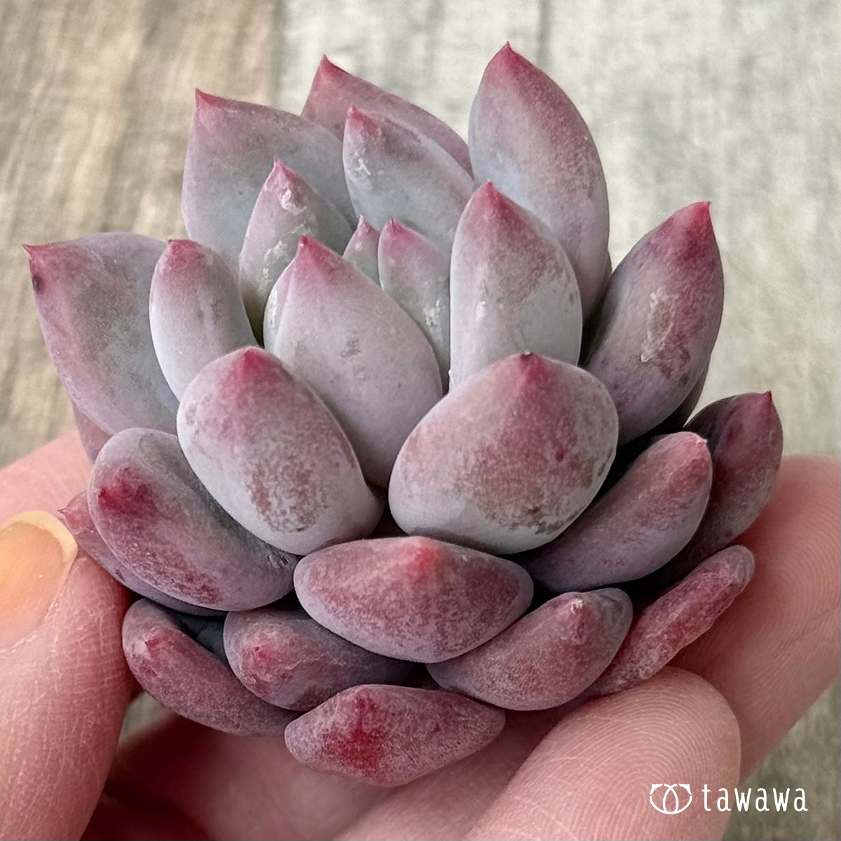 ベイビーテイル　（花村農園苗）