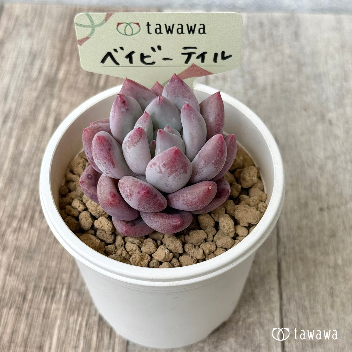 ベイビーテイル　（花村農園苗）