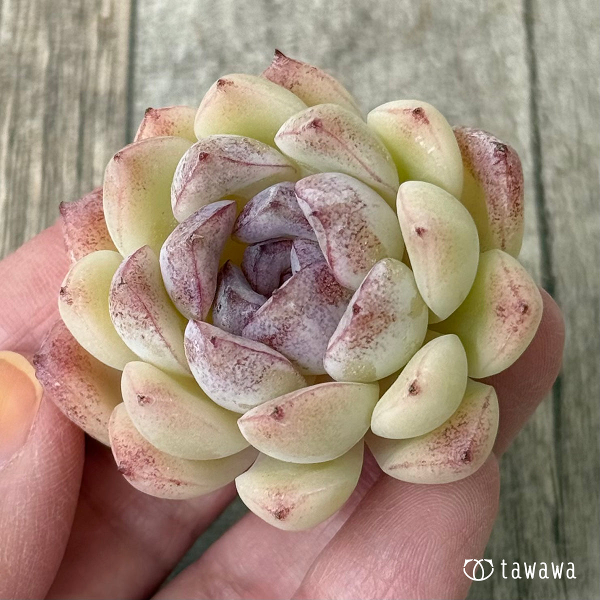 クリマー【２】（花村農園苗）