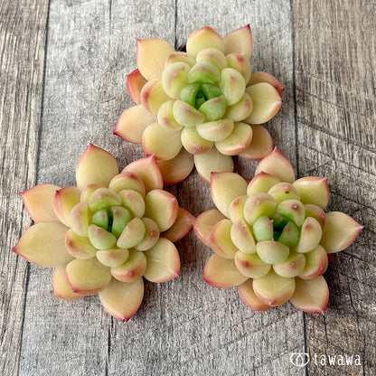 シャープネイル（花村農園苗）