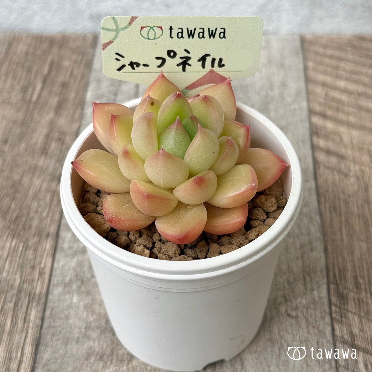 シャープネイル（花村農園苗）