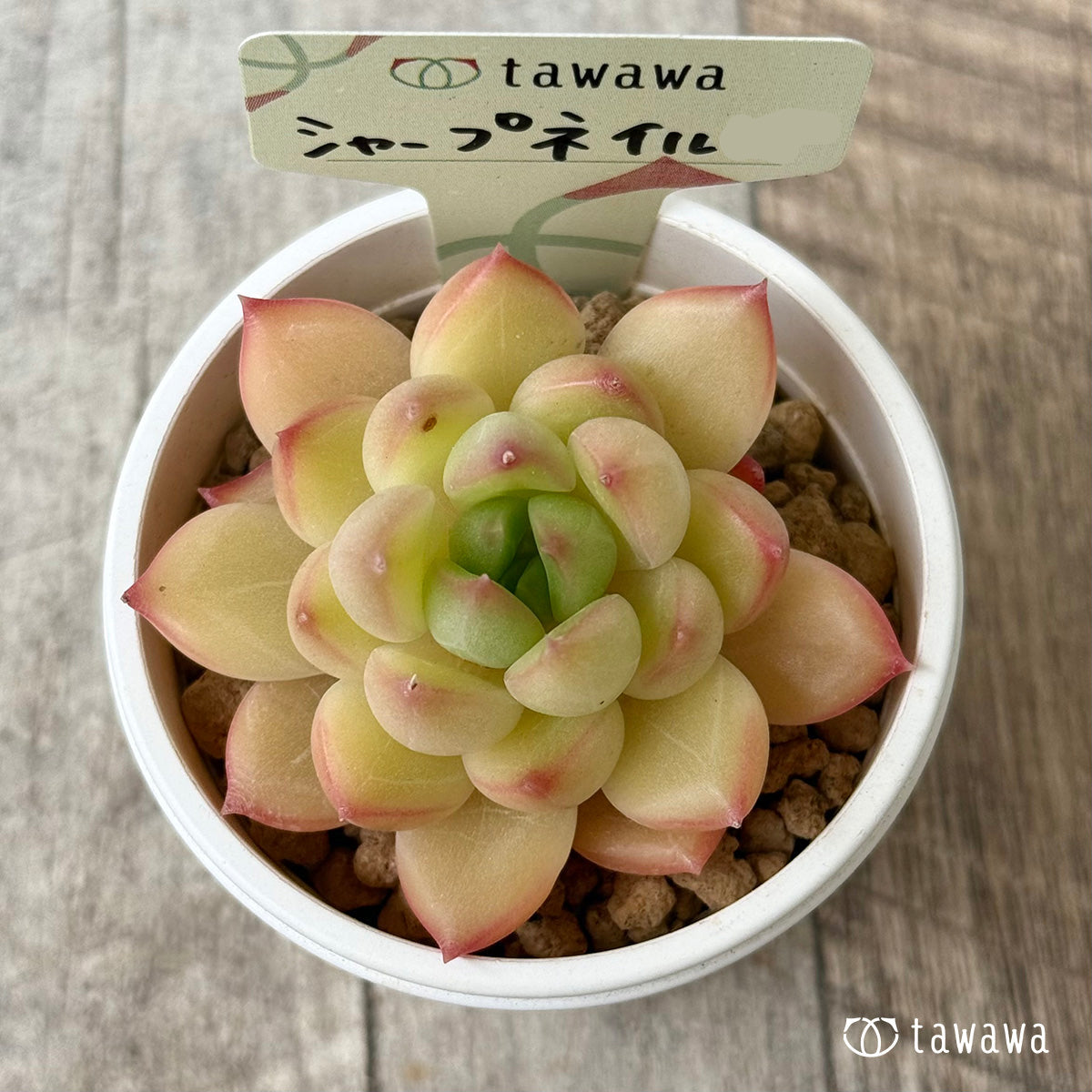 シャープネイル（花村農園苗）